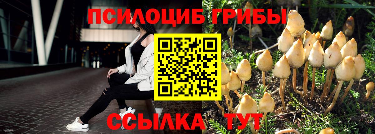 Галлюциногенные грибы Psilocybine cubensis Майский